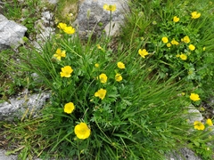 Ranunculus pseudomontanus
