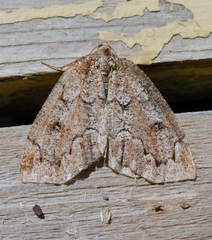 Spodolepis substriataria