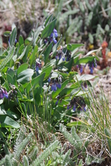 Mertensia oblongifolia