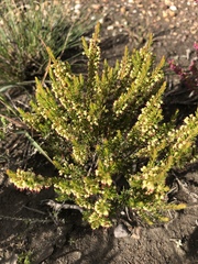 Erica coarctata