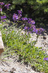 Penstemon procerus tolmiei