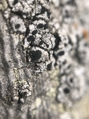 Pseudothelomma occidentale