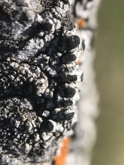 Pseudothelomma occidentale