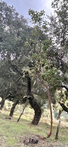 Arbutus menziesii