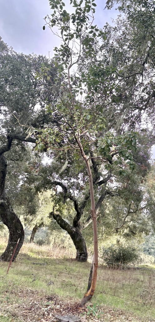 Arbutus menziesii - council-listed tree