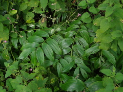 Polygonatum × hybridum