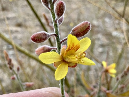Image of Hoffmannseggia microphylla by (c) Henrik Kibak, some rights reserved (CC BY)
