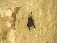 Balantiopteryx plicata
