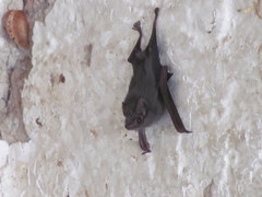 Balantiopteryx plicata