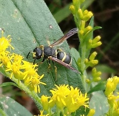 Euodynerus foraminatus