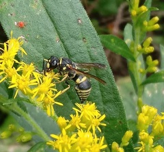 Euodynerus foraminatus