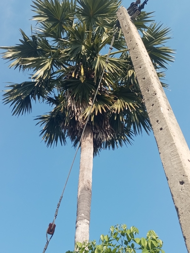 Asian Palmyra Palm