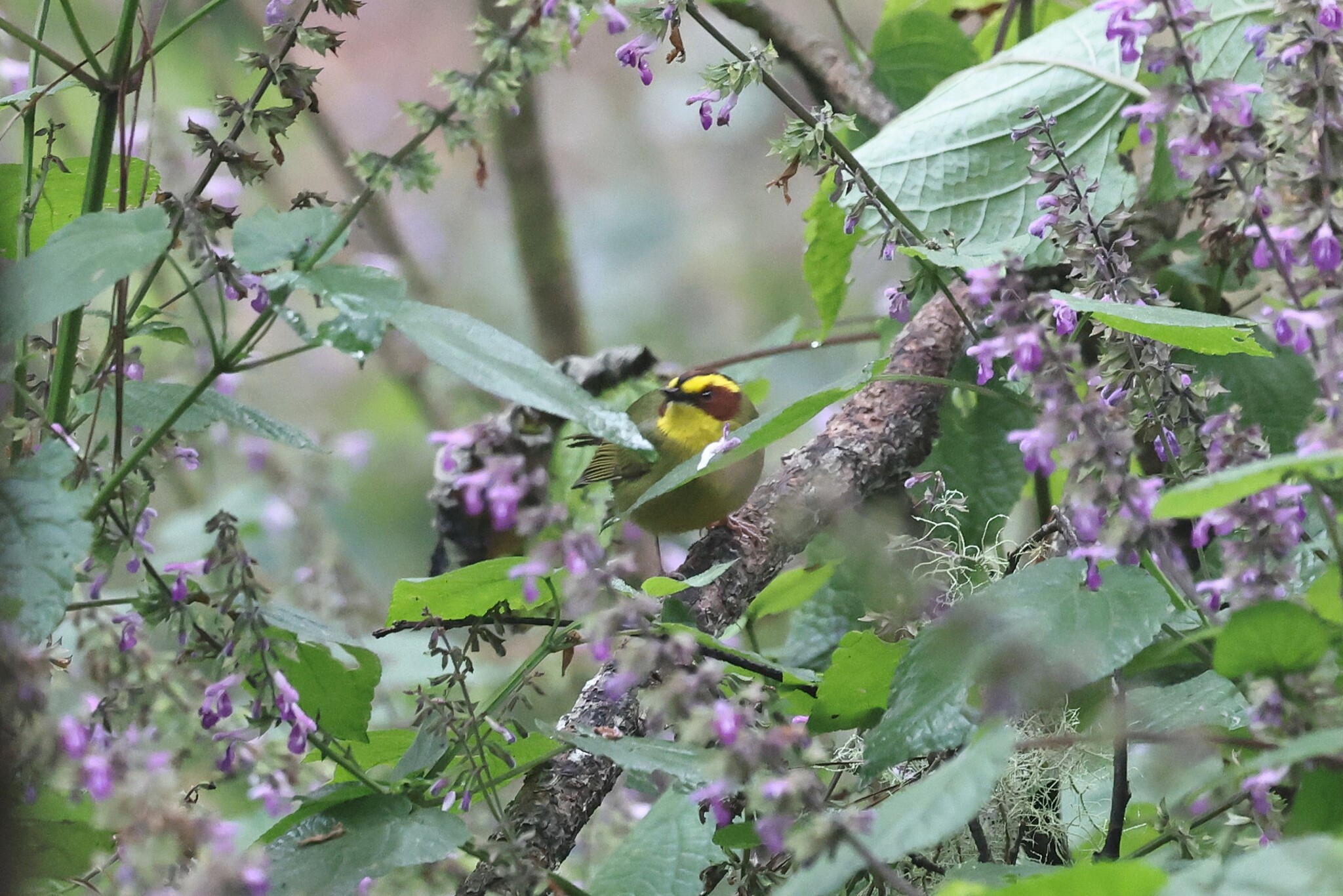 Golden-browed Warbler (Basileuterus belli), photo 3