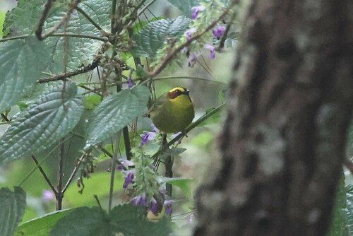 Golden-browed Warbler (Basileuterus belli), photo 2