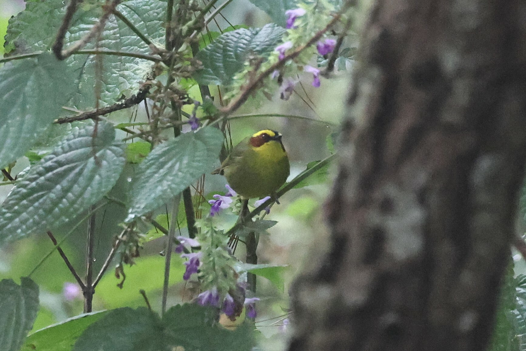 Golden-browed Warbler (Basileuterus belli), photo 2