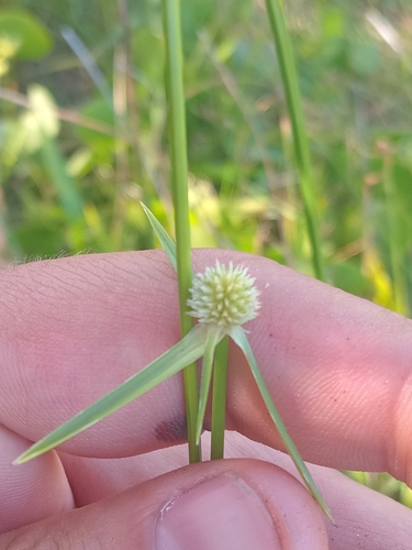 Image of Cyperus obtusatus by (c) Seba Fernández, some rights reserved (CC BY)