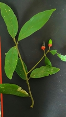 Endlicheria paniculata