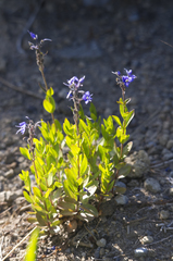 Veronica cusickii