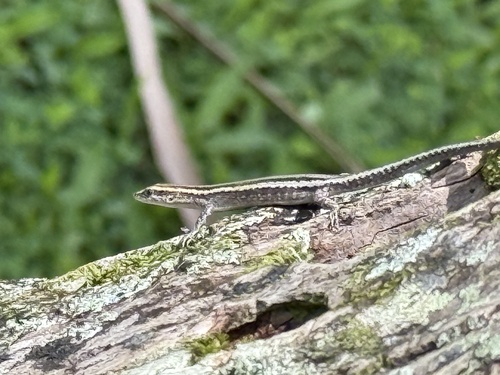 Cream-striped Shinning-skink