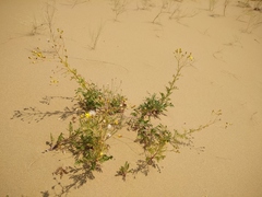 Jacobaea schischkiniana