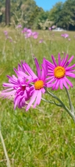 Senecio pulcher, photograph (c) Seba Fernández, some rights reserved (CC BY)