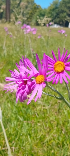 Senecio pulcher, photograph 5