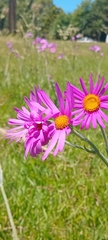 Senecio pulcher, photograph (c) Seba Fernández, some rights reserved (CC BY)