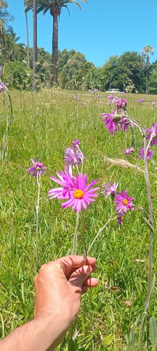 Senecio pulcher, photograph 6