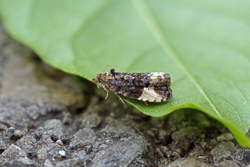 Plum Tortrix, photo 6 of 8