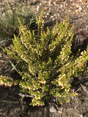 Erica coarctata