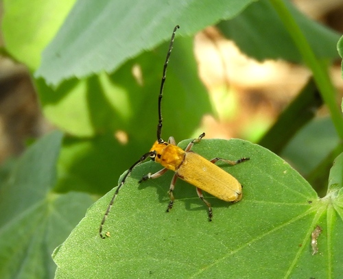 Essostrutha laeta (Newman, 1840)