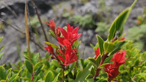 Javan blueberry (Vaccinium varingiifolium)