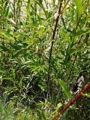 Salix rorida