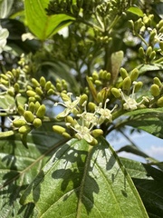Andean Cherry (Cornus peruviana)
