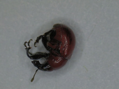 Synolabus nigripes