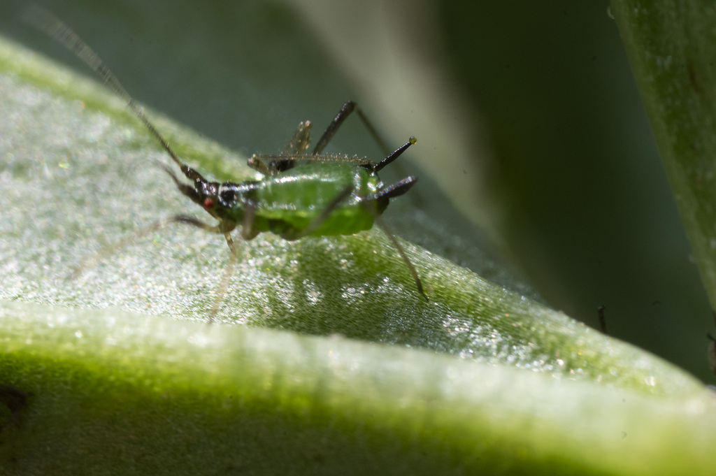 Japanese Vetch Aphid