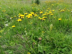 Hypochaeris uniflora