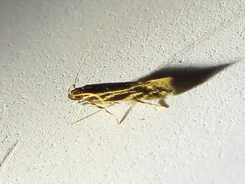 Eralea albalineella photo 5