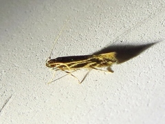 Eralea albalineella