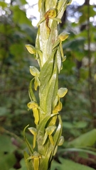 Platanthera brevifolia