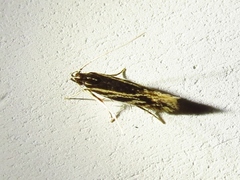 Eralea albalineella
