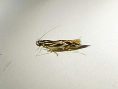 Eralea albalineella