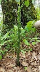 Platanthera brevifolia