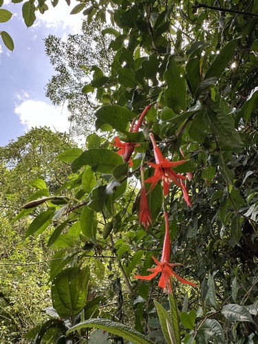 Fuchsia venusta, photograph 5