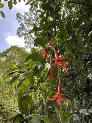 (c) Nicolás Baresch Uribe, some rights reserved (CC BY) Fuchsia venusta, photograph (c) Nicolás Baresch Uribe, some rights reserved (CC BY)