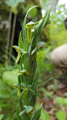 Platanthera brevifolia