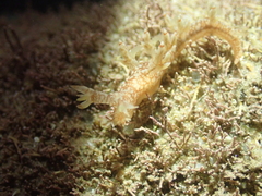 ユビウミウシ