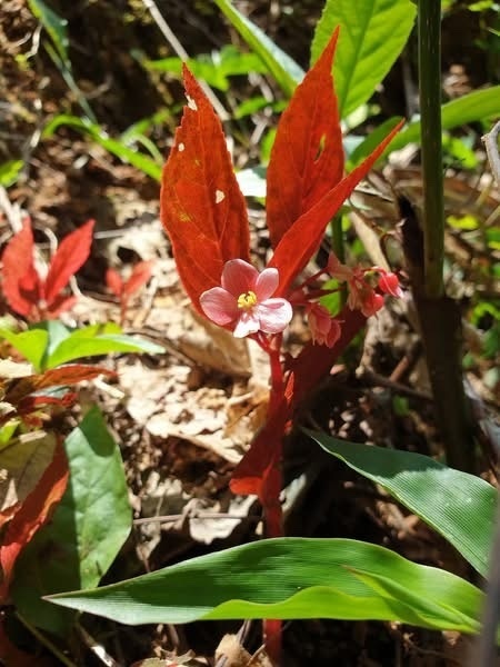 Begonia procridifolia