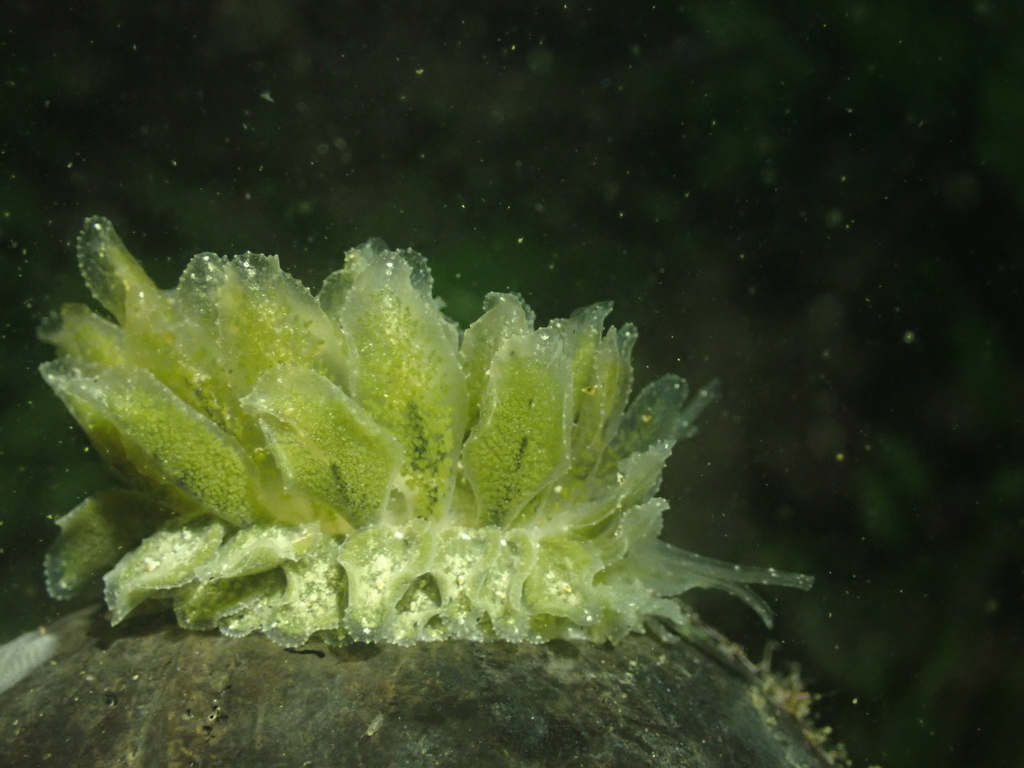 Oriental Polybranchia