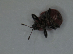 Synolabus nigripes